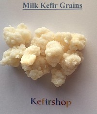 Large Milk Kefir Grains